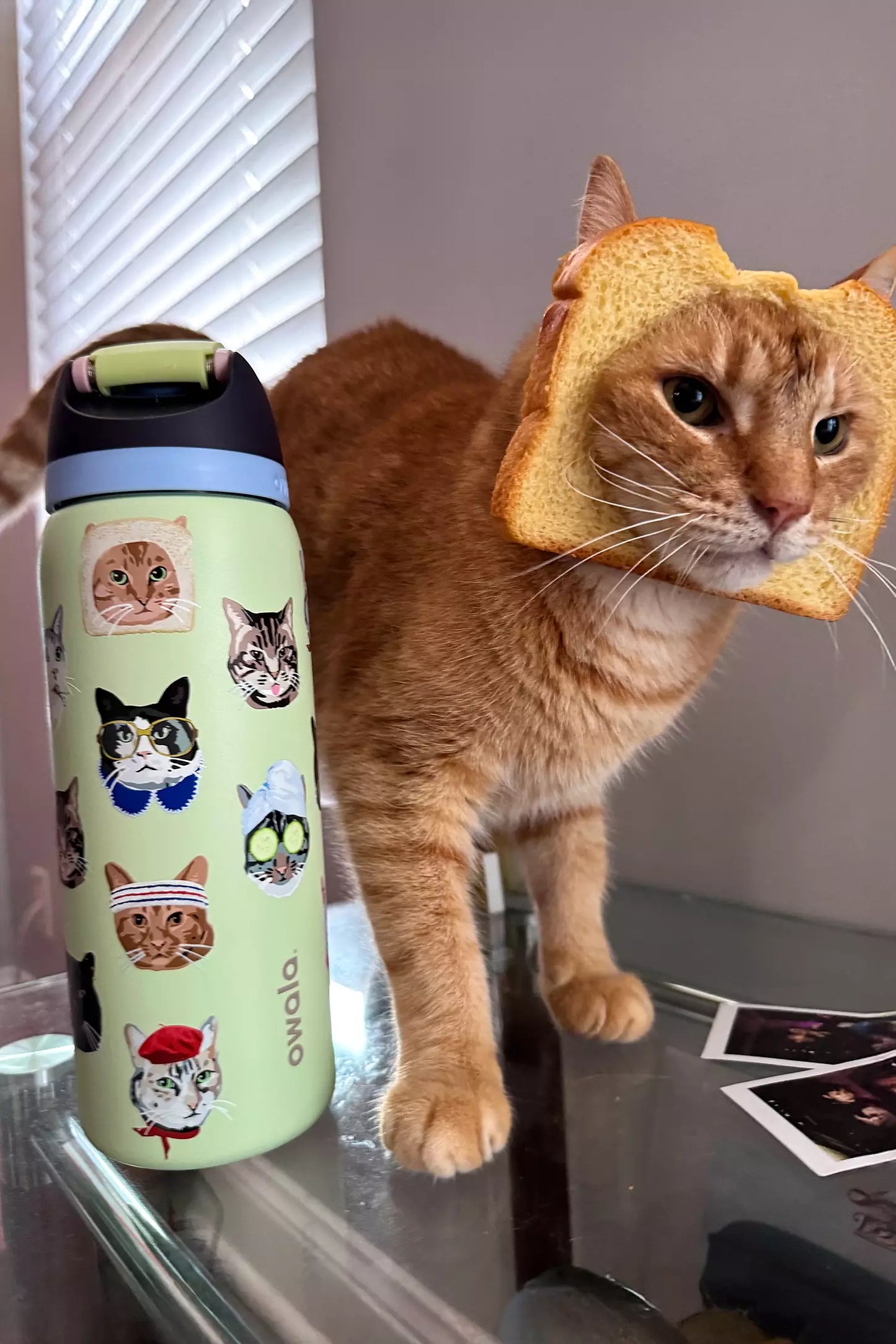 Owala UO Exclusive FreeSip 32 oz – Cat Collage 🐱💧